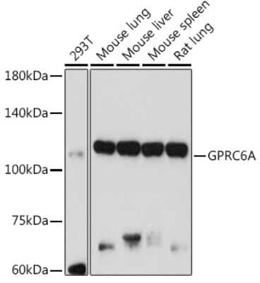 Western Blot: GPRC6A AntibodyAzide and BSA Free [NBP3-04936]